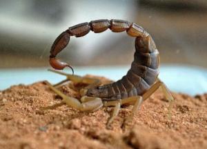 Ученые выяснили, какое животное первым вышло из воды на сушу (фото)