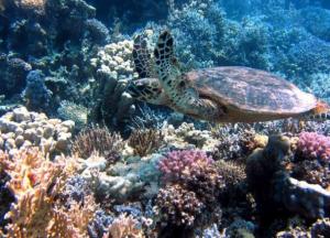 Ученым удалось установить точный возраст Красного моря