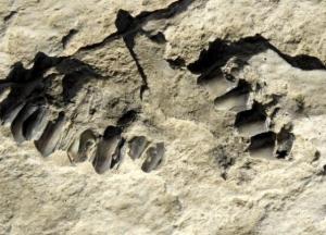 Ученые нашли в Саудовской Аравии человеческие следы возрастом 120 тысяч лет