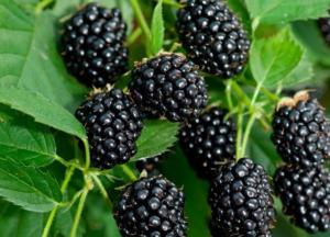 Названы 10 причин добавить в свой рацион ежевику