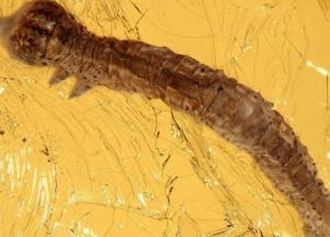 Ученые обнаружили гусеницу возрастом 44 миллионов лет в куске янтаря (фото) 