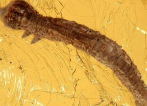 Ученые обнаружили гусеницу возрастом 44 миллионов лет в куске янтаря (фото)
