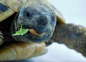 Ученые обнаружили родственников вымерших черепах 