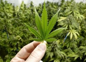 В США каннабисная индустрия штата Колорадо установила рекорд продаж в 2019 году