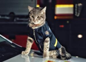 Киевский кот-спасатель получил звание майора (фото)