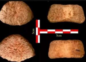 Археологи обнаружили окаменелость человека возрастом 1,5 миллиона лет