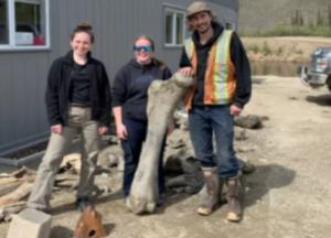 В Канаде золотоискатели нашли кости шерстистых мамонтов