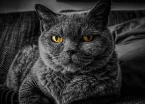 Ученые обнаружили сходство геномов человека и кошки