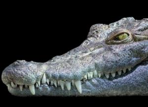 Археологи обнаружили мумию гигантского крокодила