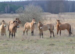 У Чорнобилі вперше помітили гібридів коней Пржевальського (фото)