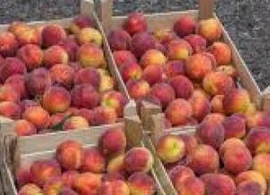 Нелегальные мигранты с туберкулезом торгуют фруктами в Киеве: полиция устроила облаву