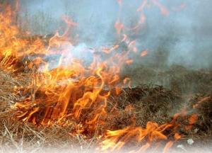 В Черниговской области в траве обнаружили обгоревший труп