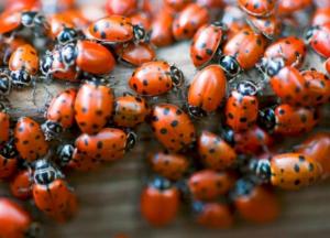 Украинский курорт атаковали божьи коровки (видео)