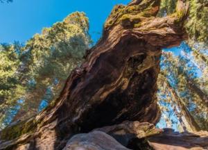 Ученые нашли останки древнейших лесов на планете