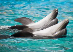Прекратил существование "самый жестокий цирк в мире"