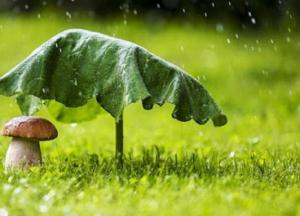 Прогноз погоды на 12 августа: в части областей дождливо