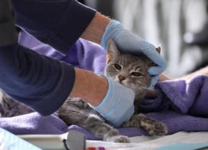 В Италии у кошек и собак выявили антитела к COVID-19