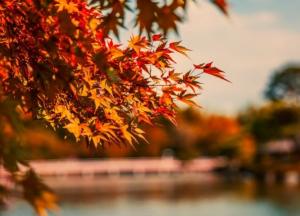 Прогноз погоды на 4 ноября: в Украине будет пасмурно и дождливо