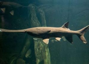 Китайские ученые заявили о вымирании самых крупных пресноводных рыб