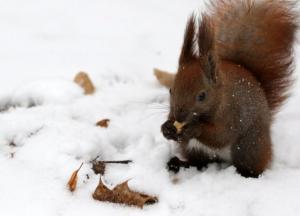 Прогноз погоды на 18 февраля: в Украине – холодно со снегом и дождем