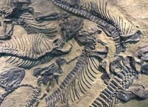 Ученые обнаружили окаменелости млекопитающих возрастом 25 млн лет