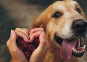 Как собаки могут помочь выявить рак