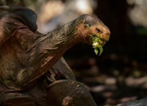 Самец черепахи спас свой вид от вымирания