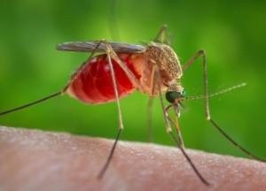 Ученые определили "вкусную" группу крови для комаров