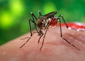 Комары принесли в Россию смертельные болезни