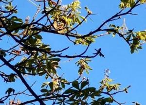 В Киеве в ноябре расцвели каштаны (фото)