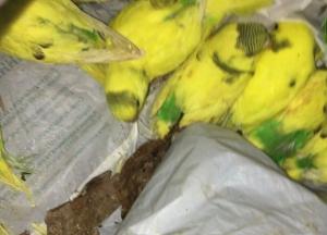 В Харькове в лесу нашли полсотни больных попугаев (видео)
