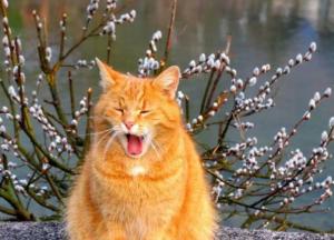 Прогноз погоды на 7 марта: в одной части Украины – солнечно, в другой – дожди