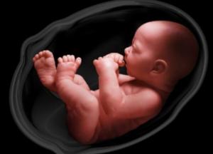 Учёные впервые вырастили человеческий эмбрион в лаборатории