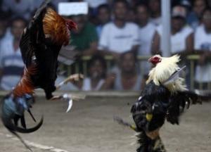 На Филиппинах боевой петух убил полицейского