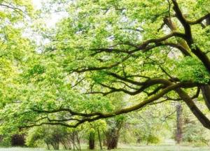 Прогноз погоды на 17 июня: на востоке – грозы, на западе – жара