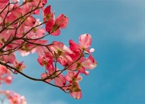 Прогноз погоды на 9 июля: жара пошла на спад, в части регионов – дожди