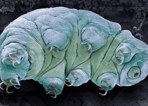 Ученые нашли слабое место неуязвимых существ