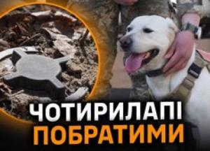 Чотирилапі сапери: Як собаки допомагають Україні розміновувати території
