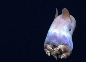 Ученые обнаружили неизвестных науке морских существ