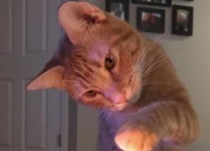 Мужчина обвинил кота в беременности своей жены