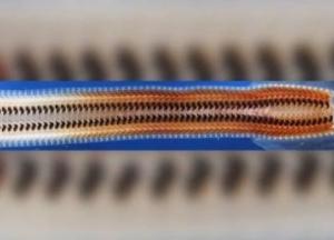 Найдено существо с железными зубами