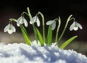 Под Киевом посреди зимы расцвели подснежники (видео)