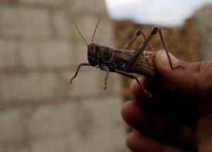 Американские военные возьмут на вооружение саранчу