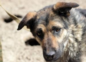 На Житомирщине задержали живодера, евшего соседских собак