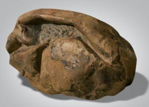 Ученые раскрыли тайну мягкого гигантского яйца из Антарктиды