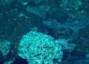 В Тихом океане найдены новые виды гигантских животных