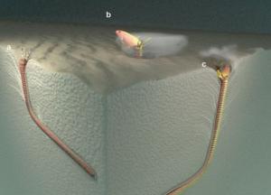 Ученые нашли логово подводного червя - жил 20 млн лет назад и перегрызал жертву пополам 