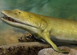 У рыбы возрастом 380 миллионов лет нашли пальцы