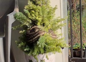 Трехметровый питон уснул на новогодней елке в Австралии (фото)