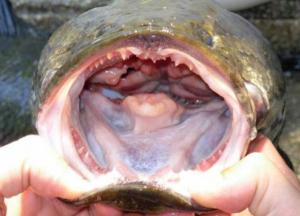 "Сразу убивайте". В США расплодились опасные рыбы-змееголовы из России (фото)